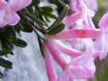 Daphne petraea